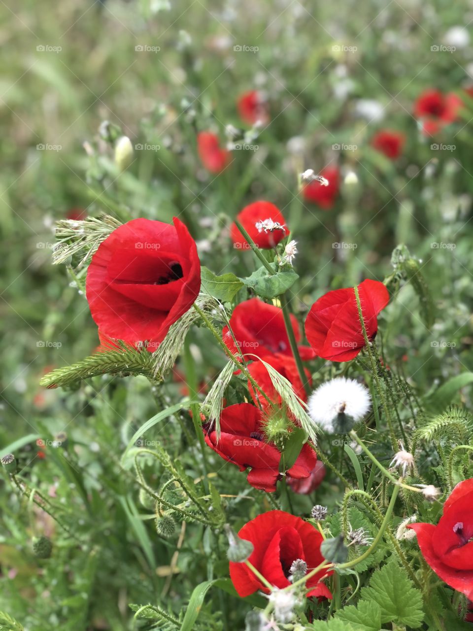 Red flower the face of spring