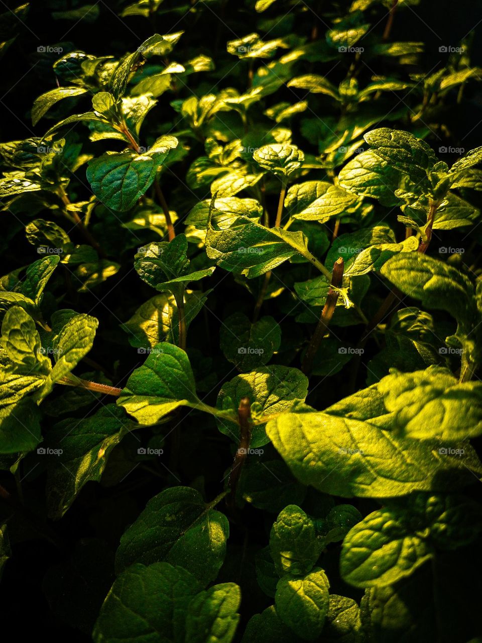 Green leaves in morning 🌄