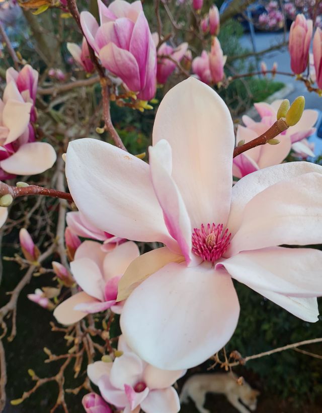 magnolia