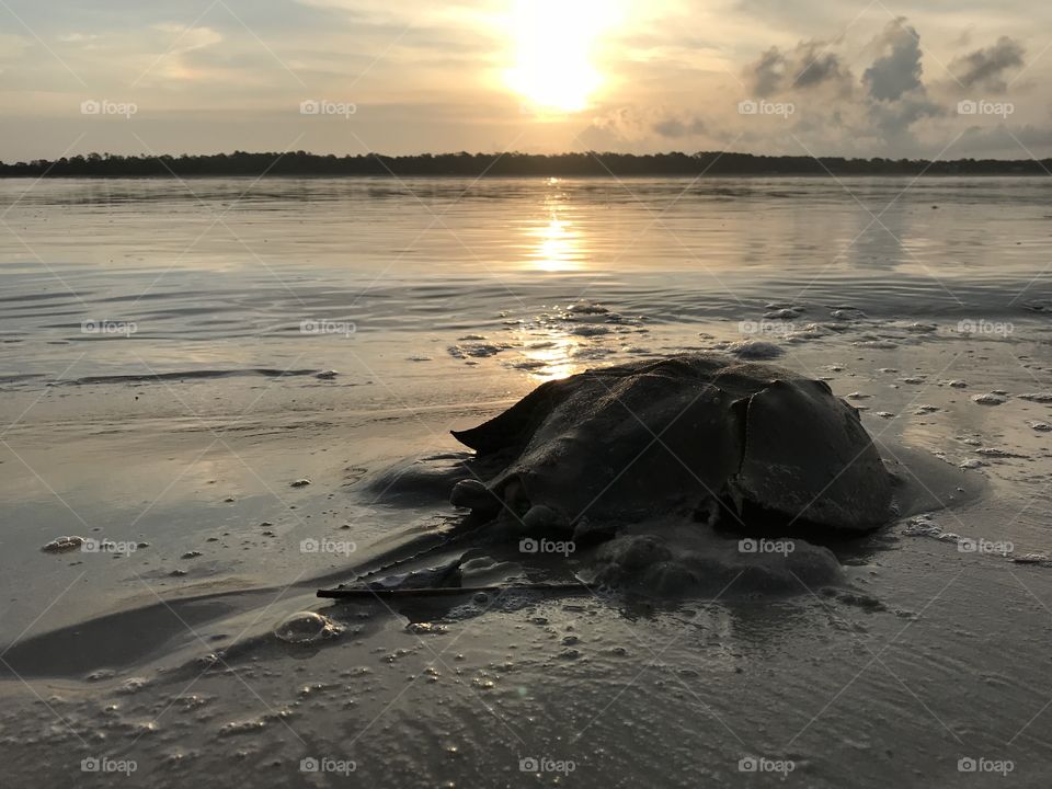 Horseshoe crab at sunrise