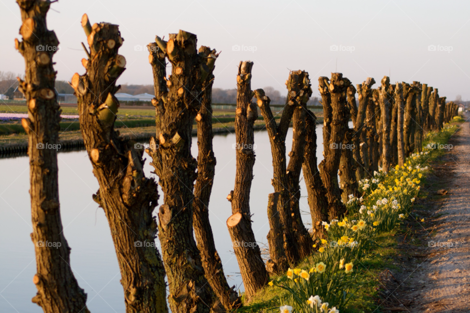 View of blooming flowering plants