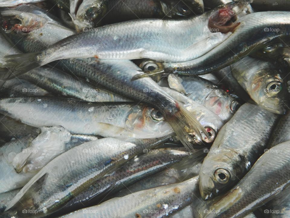 Herring