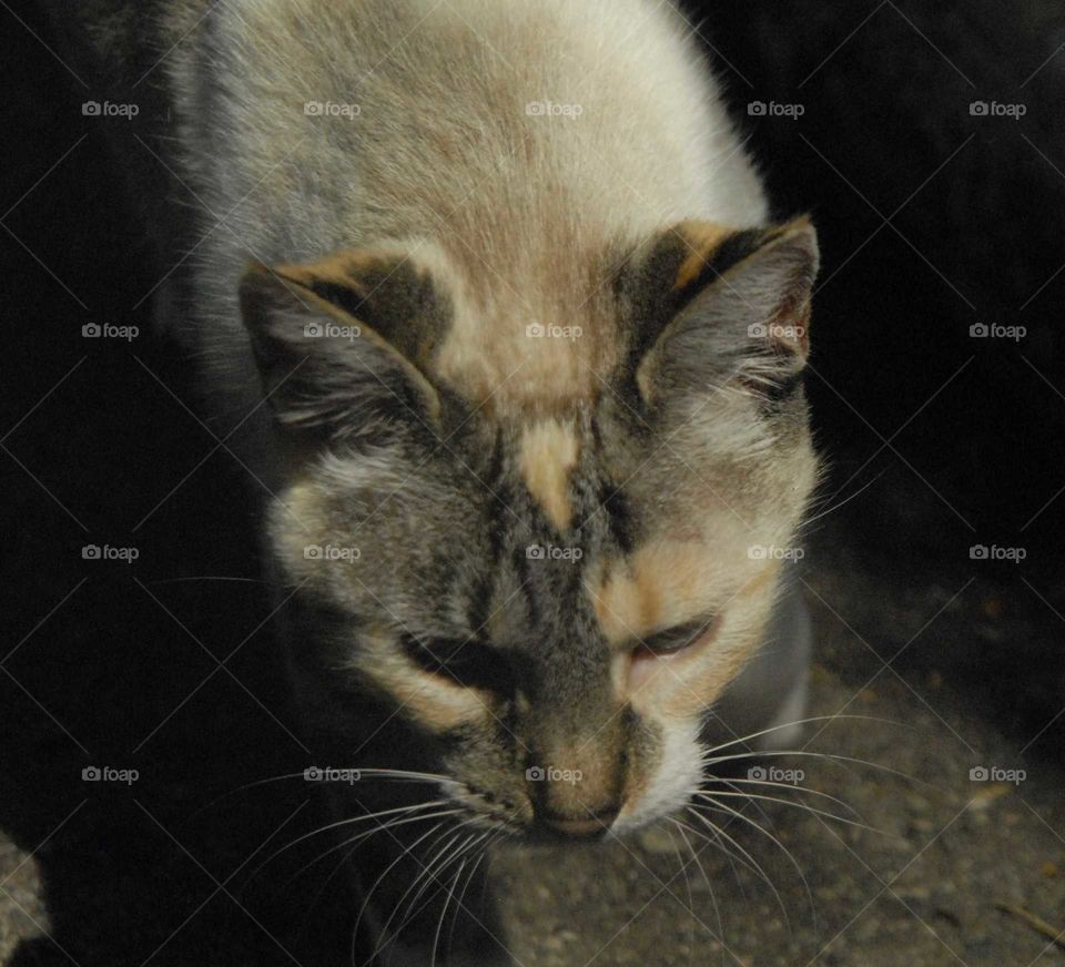 a lovely cat white and Gray