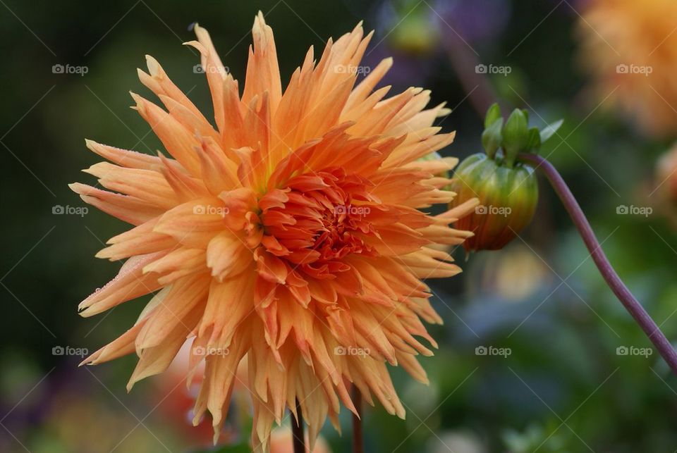 Apricot coloured flower