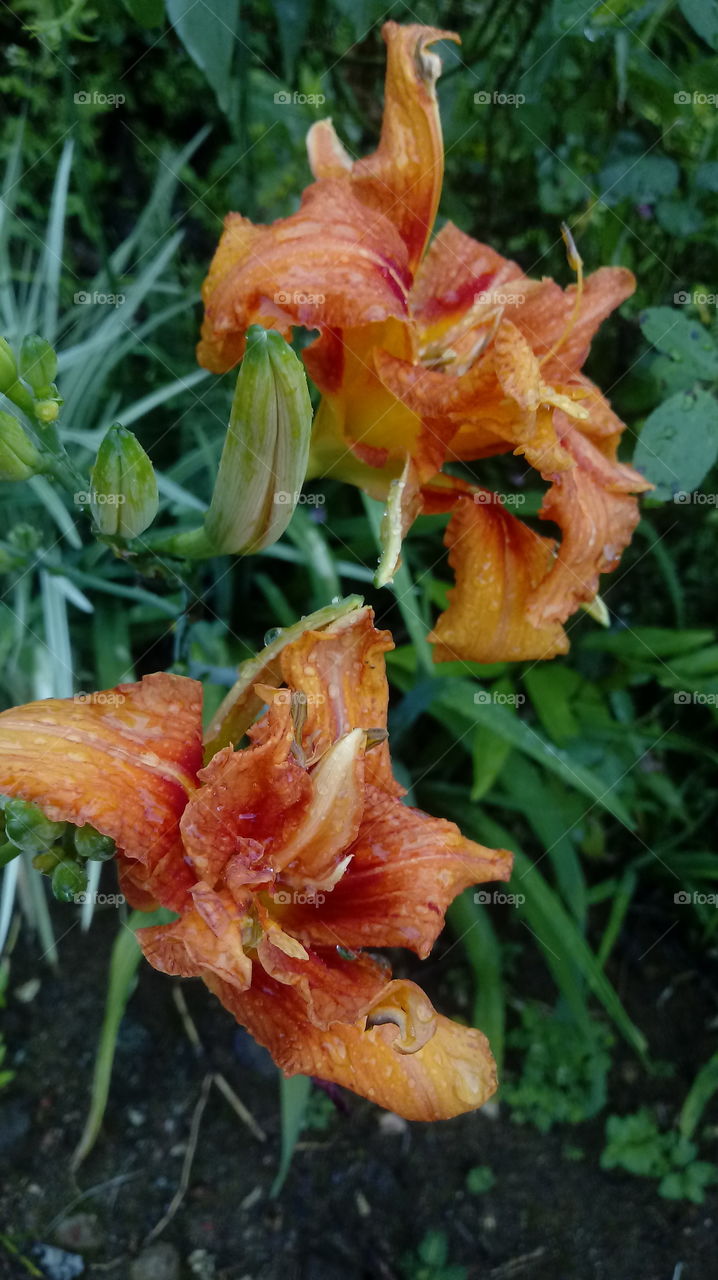 NATURES ENVIRONMENT GARDEN FLOWERS BOTANICAL