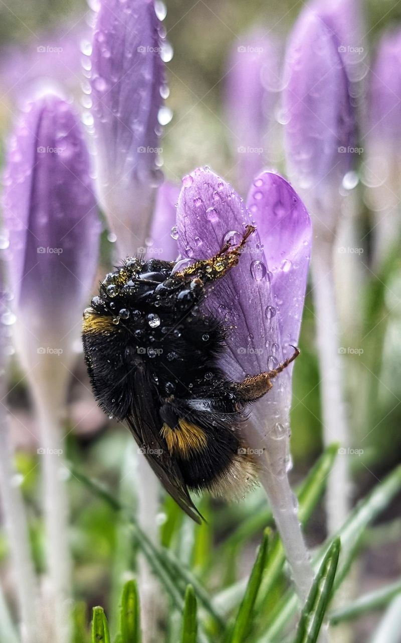 queen bee in the rain