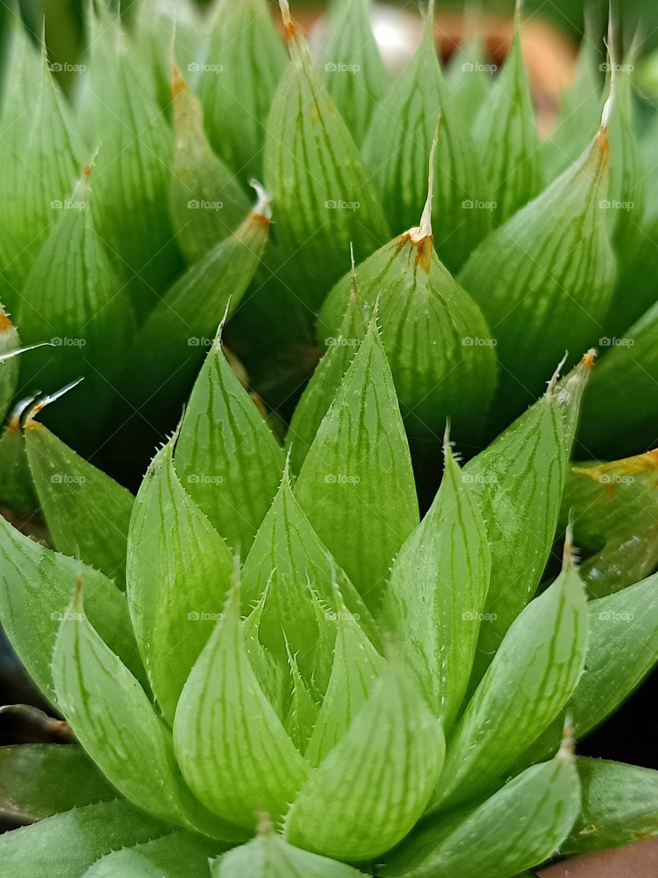 Green little plants