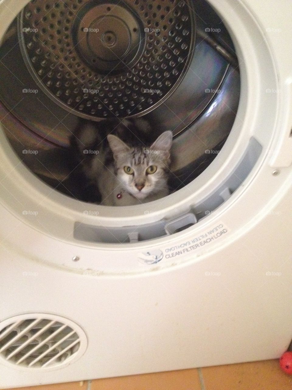Cat in a Dryer
