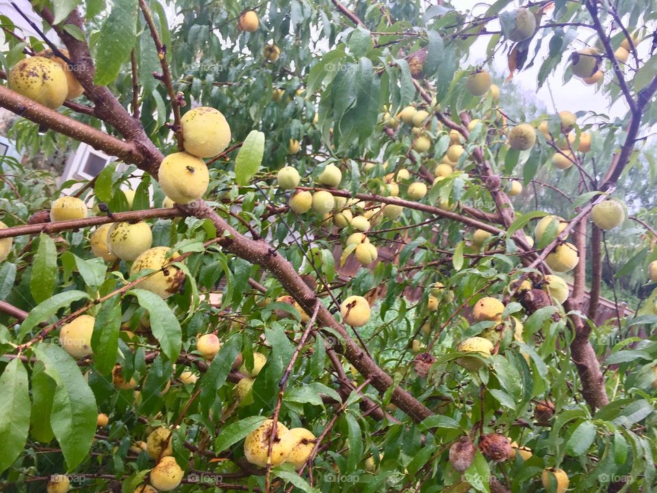 Peaches on tree still not ripe yellow