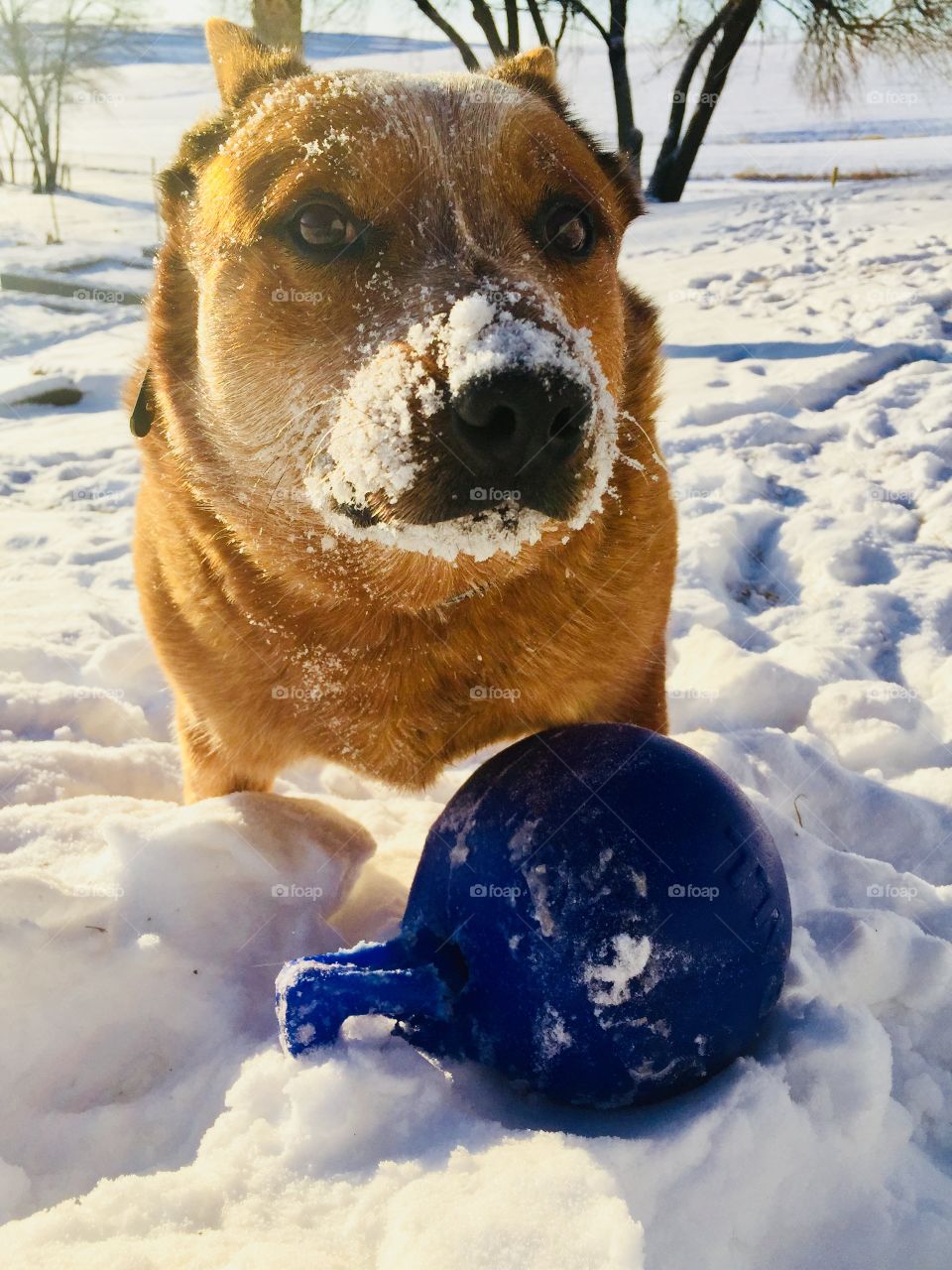 A Red Heeler / Australian Cattle Dog stops playing in the snow with his blue ball to pose for a photo on a sunny day 
