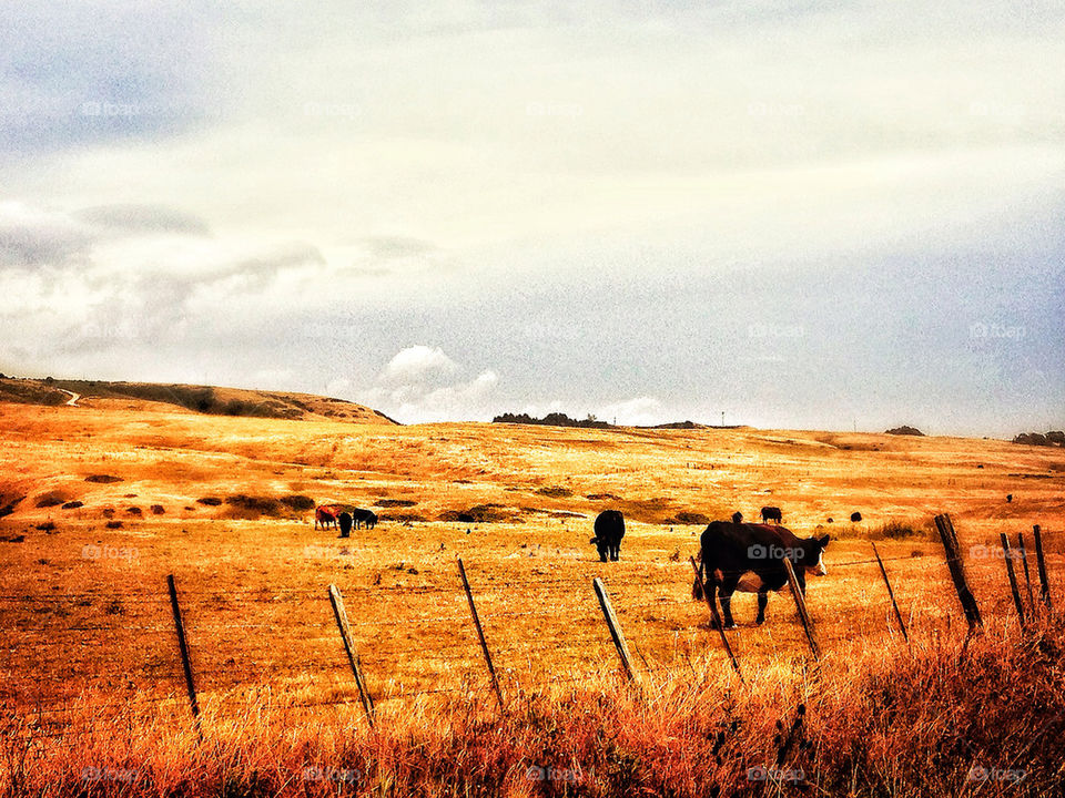 Cows at pasture in a California field