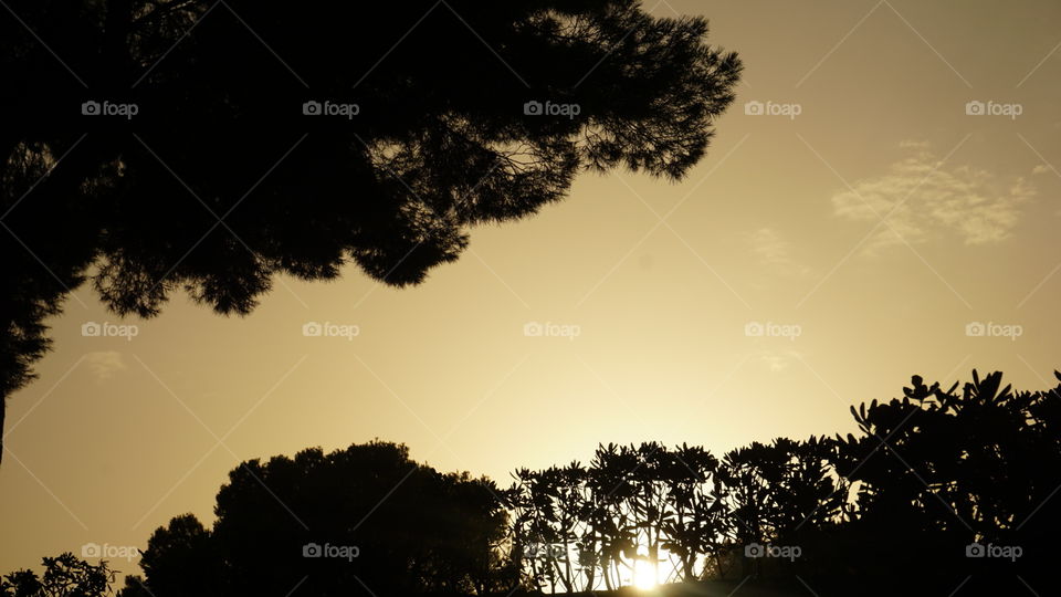 Forest#trees#sunset#silhouette#sun#light#nature