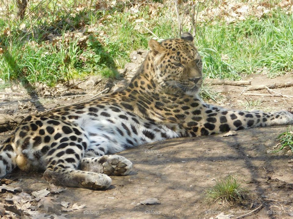 Leopard 