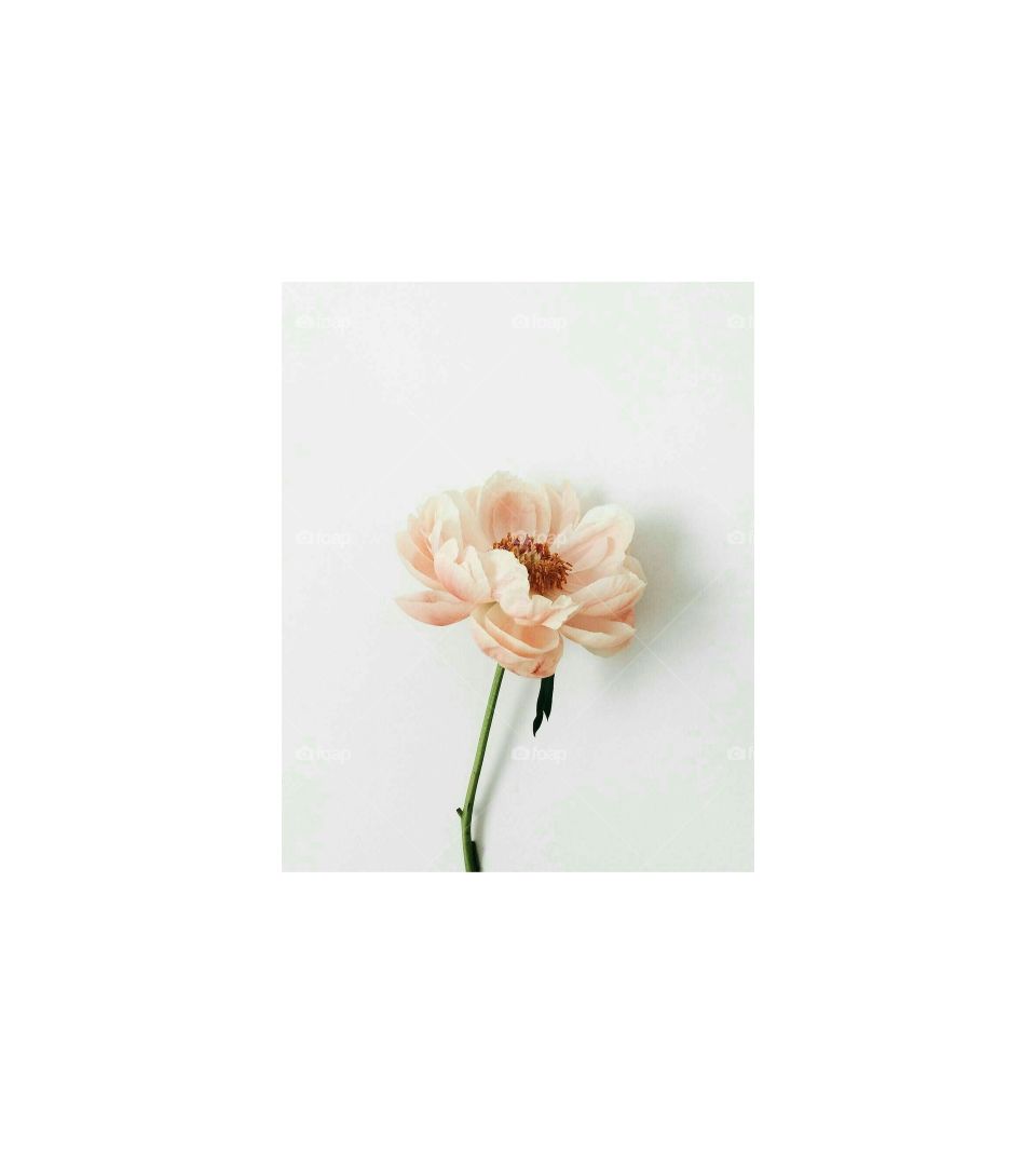 Flower Petals Minimal