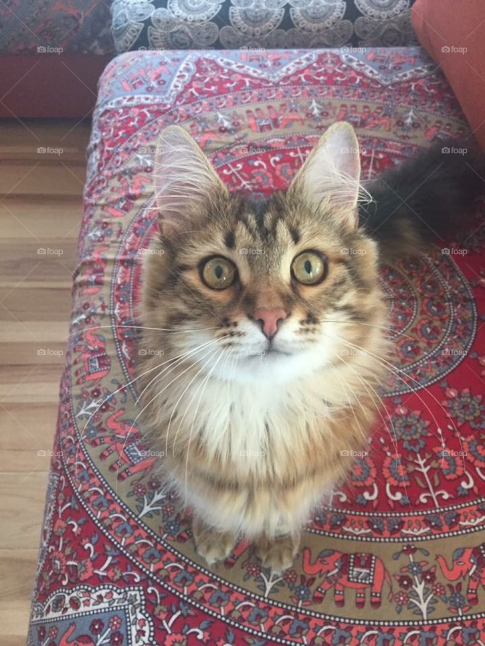 Cat sitting on sofa looking up at camera
