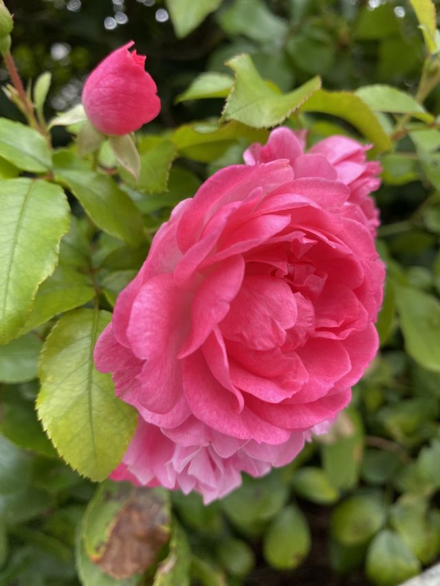 Pink flower 