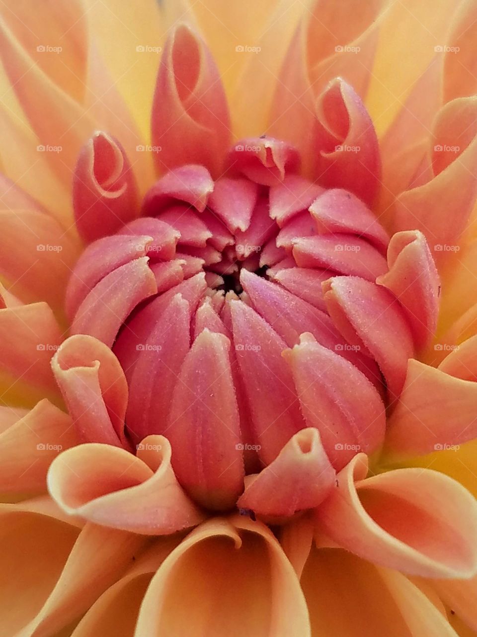 Pink and orange flower.