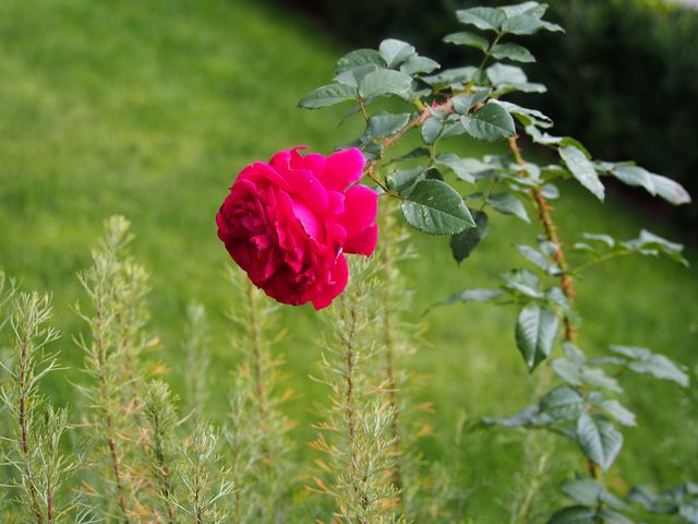 Autumn rose