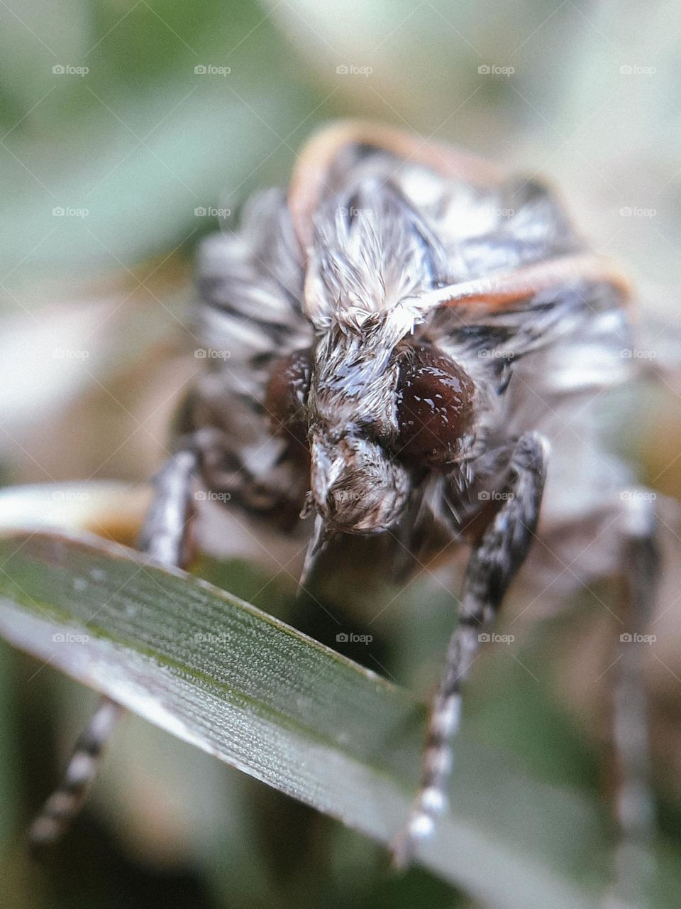 Macro portrait of a wet insect clinging to the grass