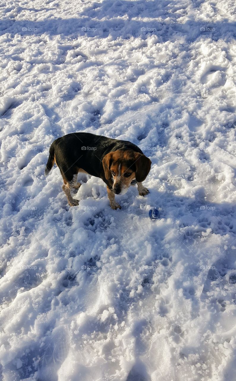 Beagle playing with ball in the snow.