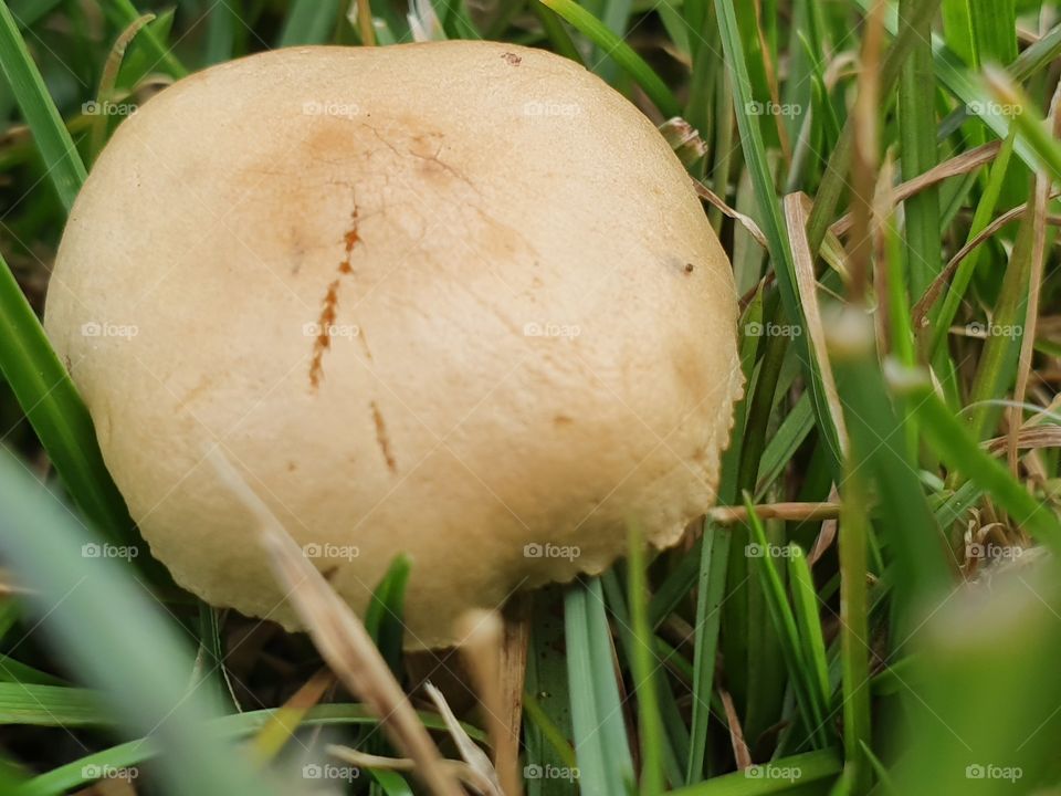 mushroom in the grass closeup