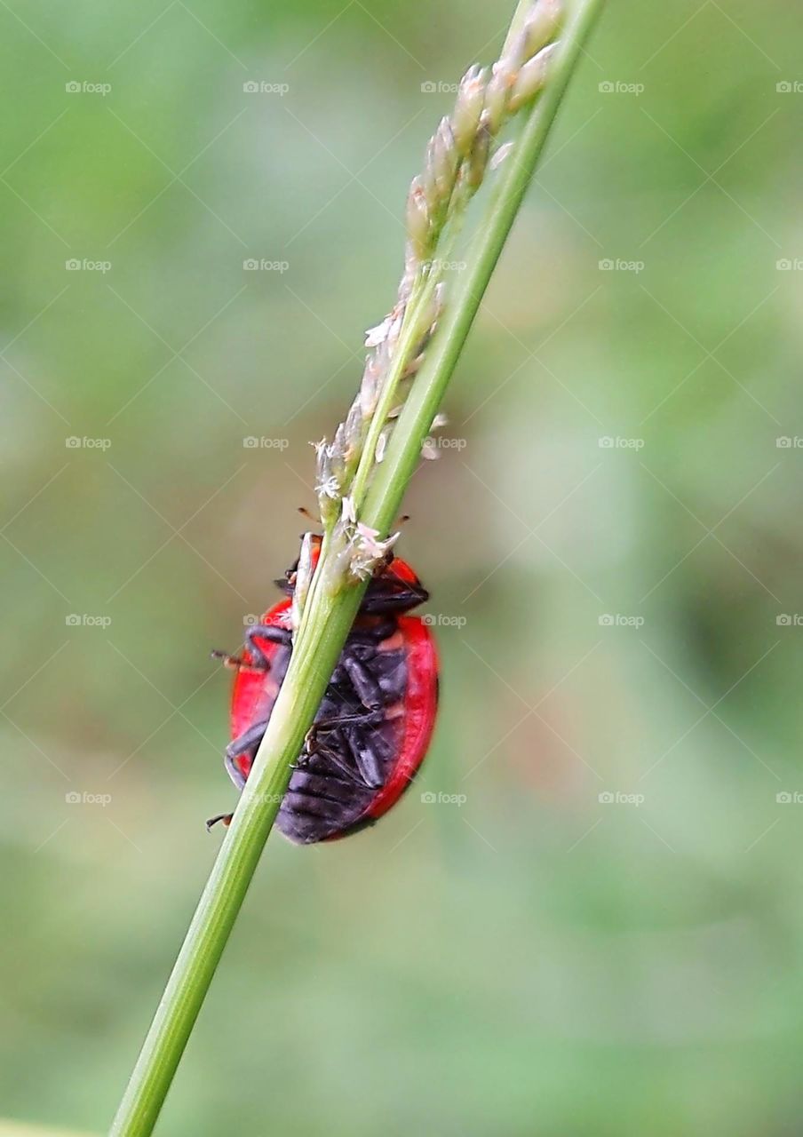 Ladybird