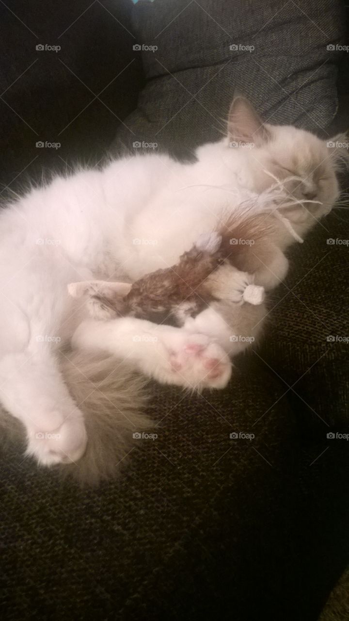 Fancynancy1982. Little kitten sleeping tight with his best friend and toy 