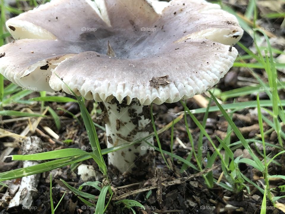 Fungus growth