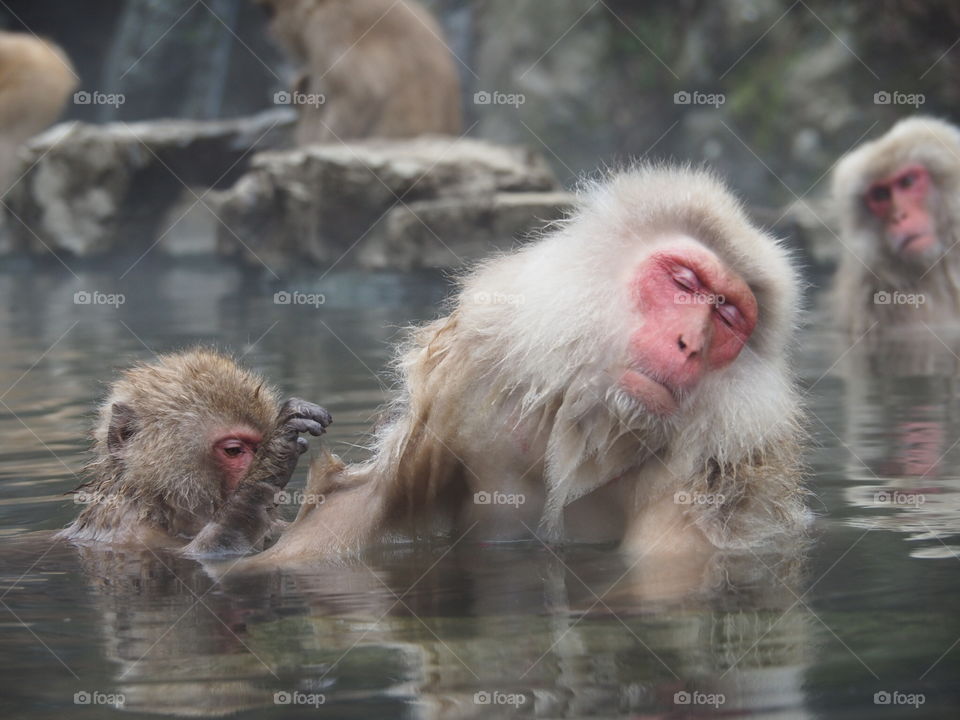 Wildlife, Mammal, Monkey, Nature, Macaque