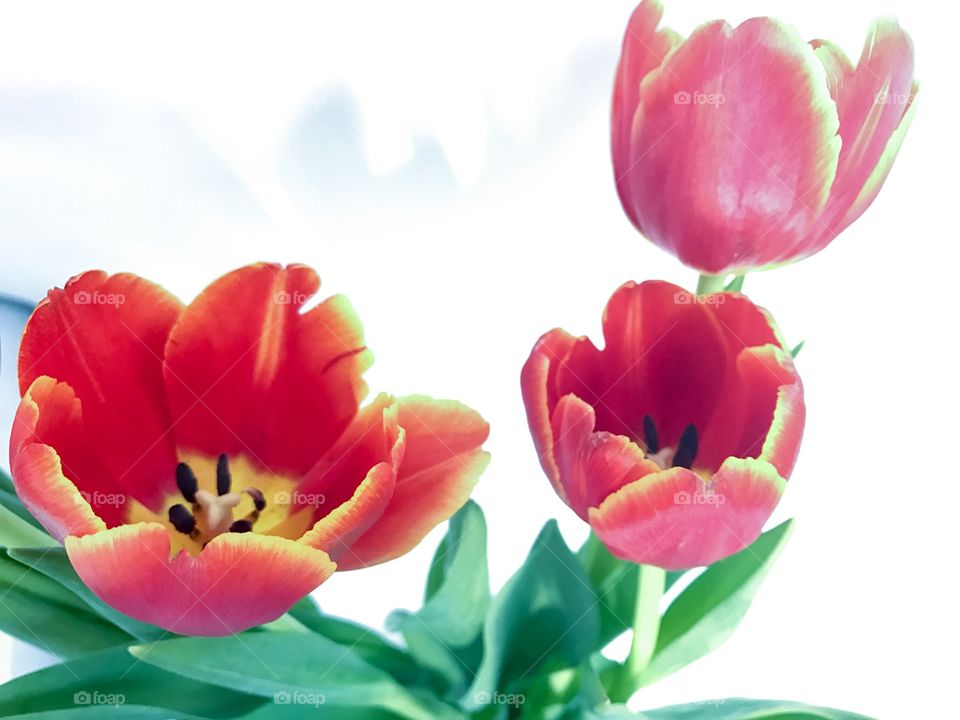 Three red tulips 