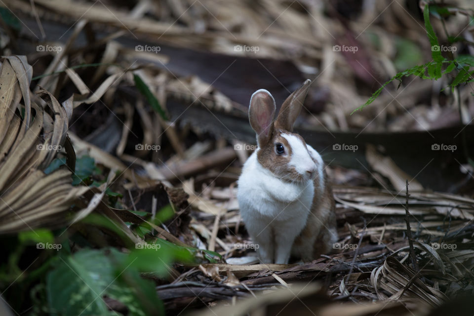 Rabbit in the forest 