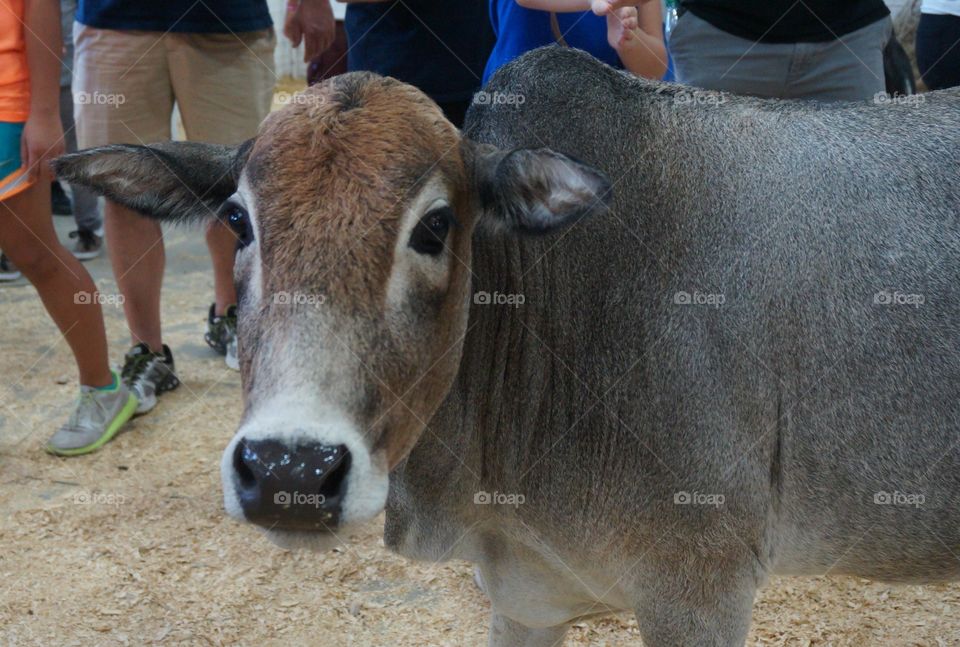 Young cow at petting zoo. This calf watched the photographer take photos.