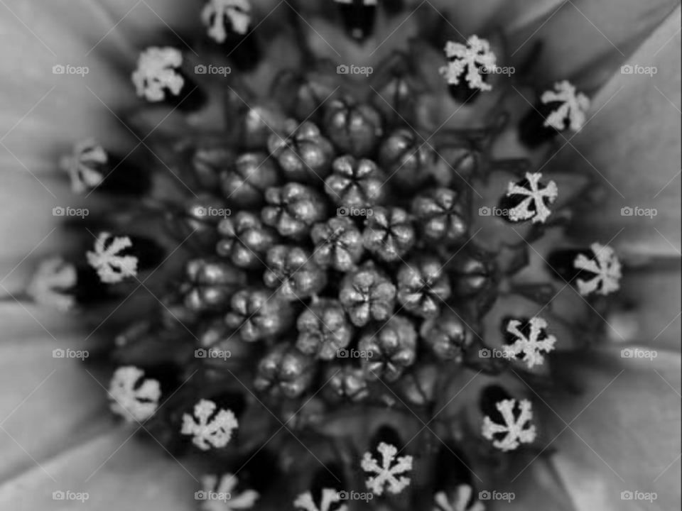 black and white picture of inside of the flower