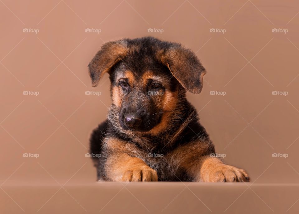 German shepherd puppy on light brown background 