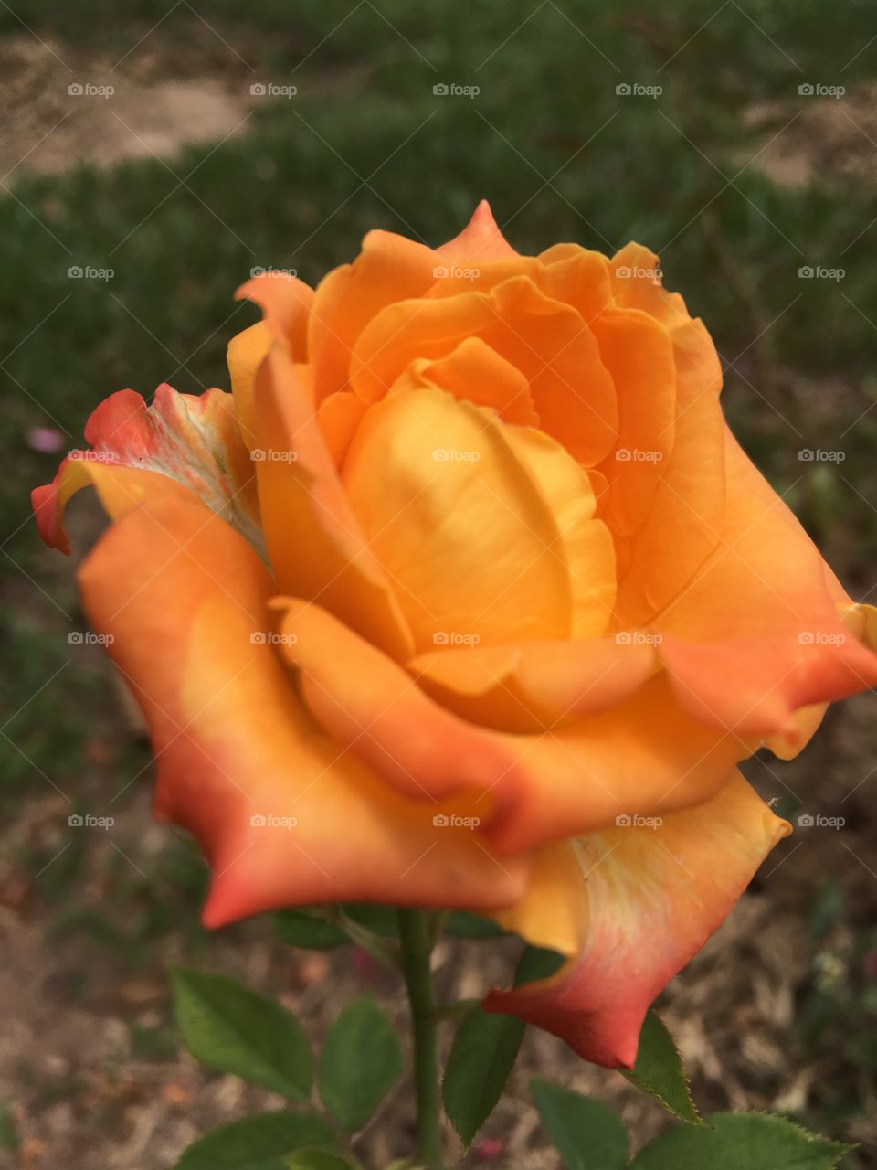 🌼Fim de #atividade física - parte 2. 
Suado, cansado e feliz, curtindo a beleza das #rosas laranjas.
🏁
#corrida #treino #flor #flowers #flores #pétalas #jardim #jardinagem #garden #flora #run #walking