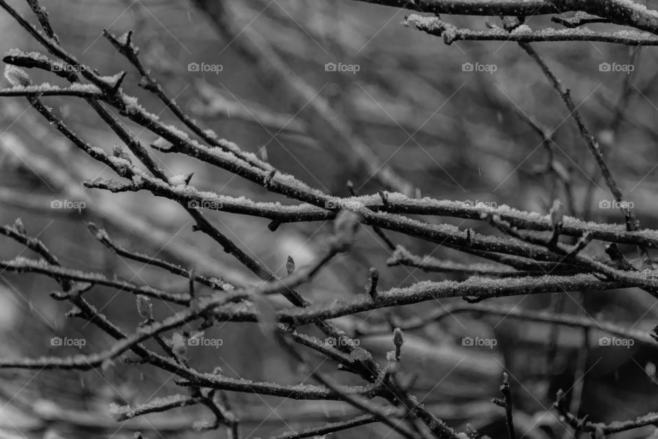 Snowy icy branches b&w