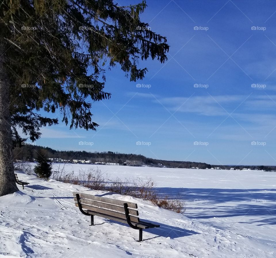 Snow, Winter, No Person, Cold, Tree