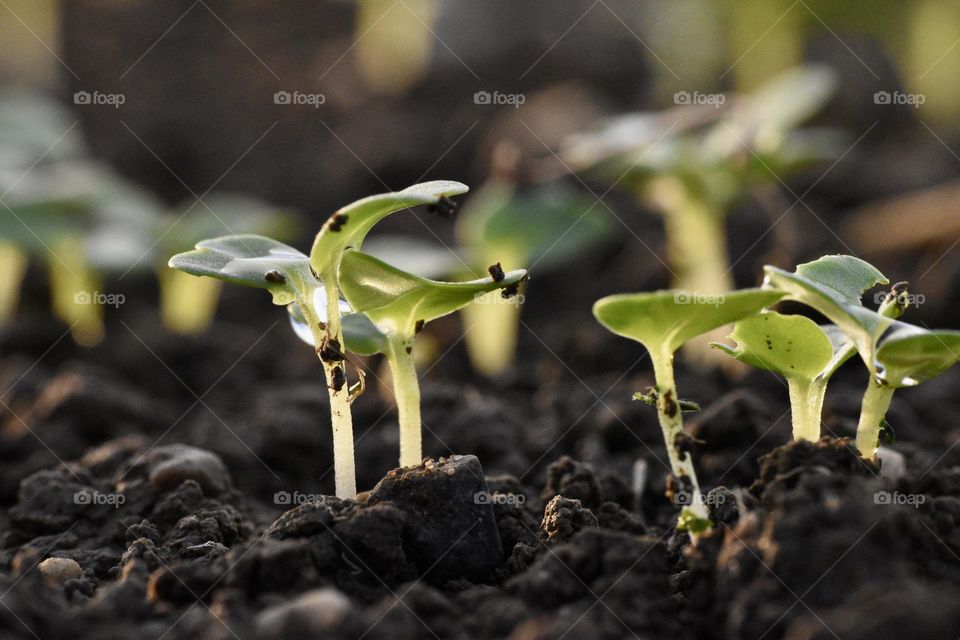 Plants seen from the ground in spring 