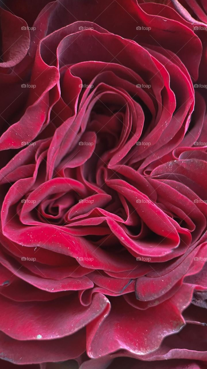 macro red rose