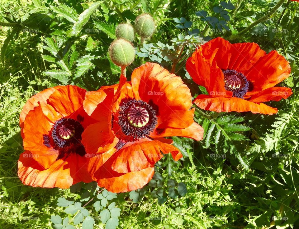 Poppies. Spring. Nature