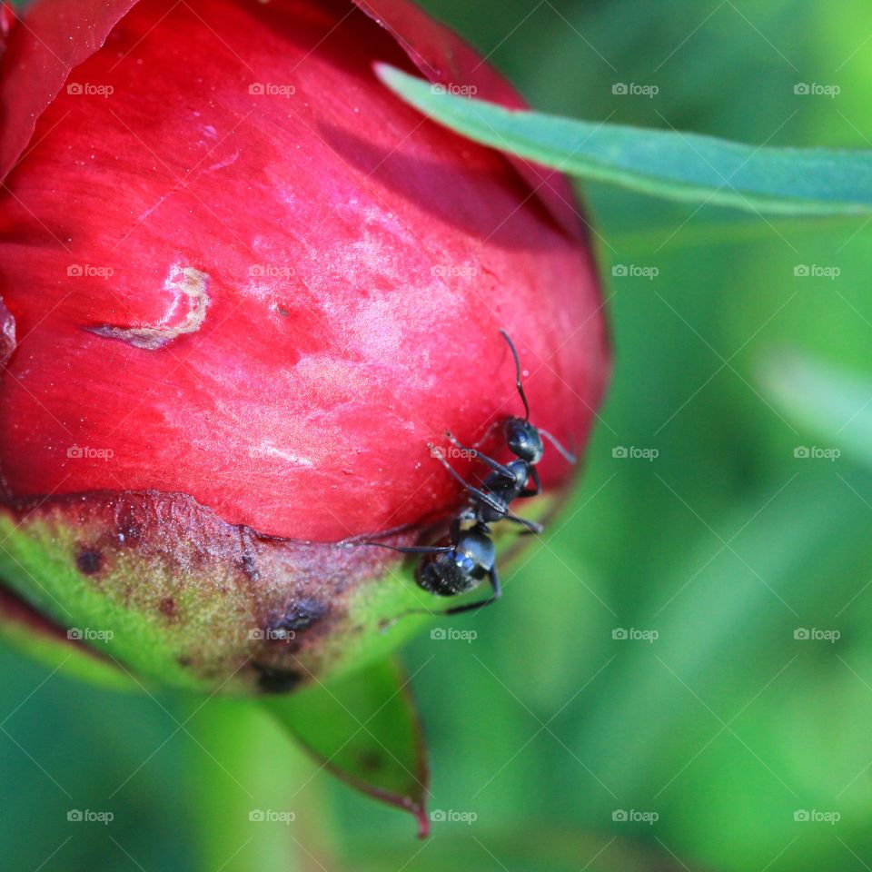 An ant preparing the fresh new peony bud for life 