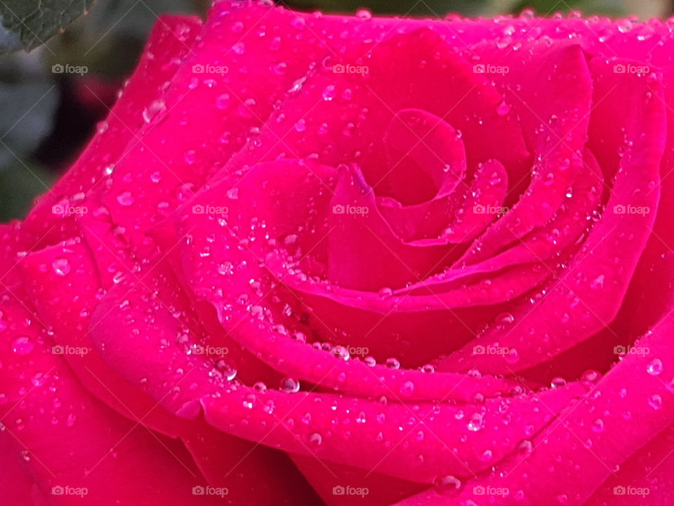 macro effect on rose