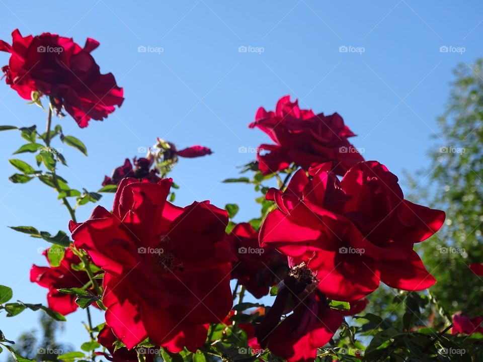 Nature, Rose, Flower, Leaf, No Person