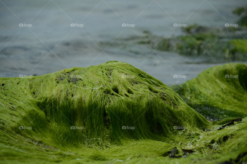 Sea site view algs