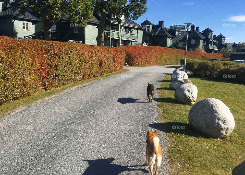 Walking my dogs through the neighborhood of my dreams.