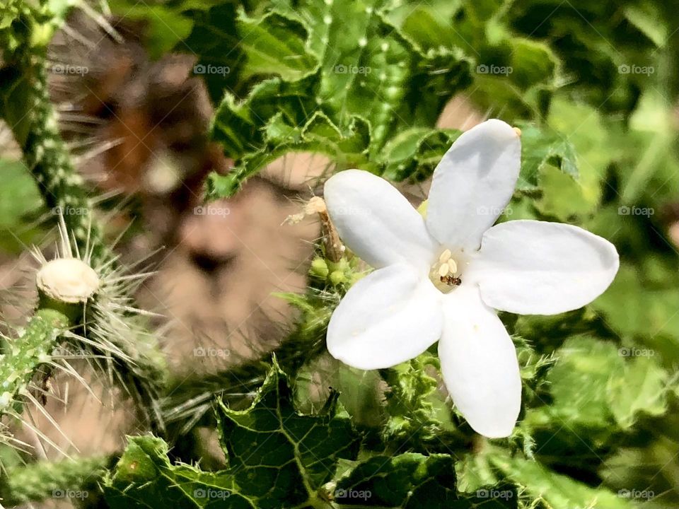 A beautiful white flower grows from a nettle weed. Don’t touch - very itchy and painful!