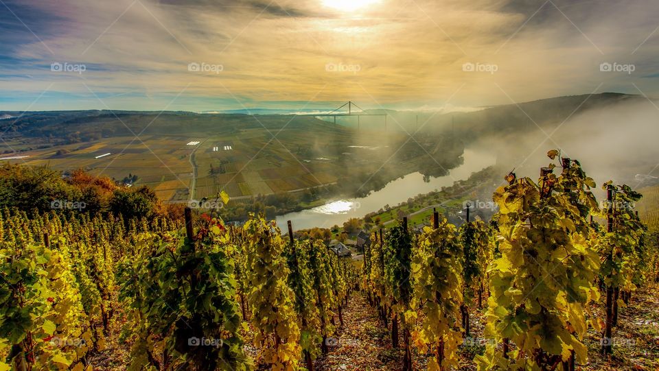 Foggy sunrise at the Moselle river and vineyards landscape Germany 
