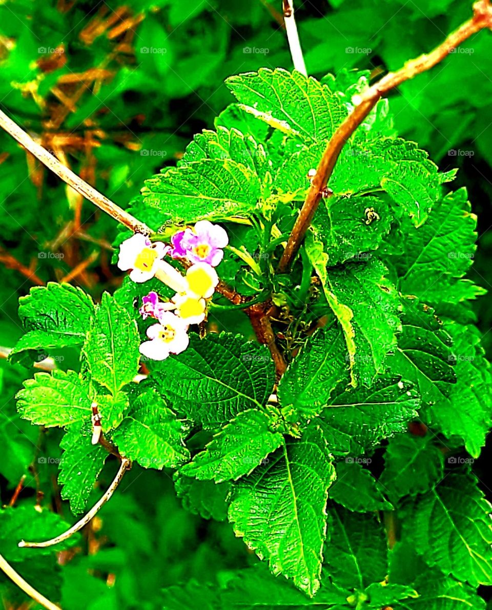Spring flowers in bloom