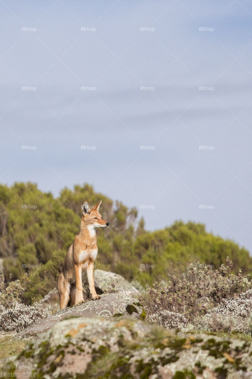 Ethiopian wolf 9