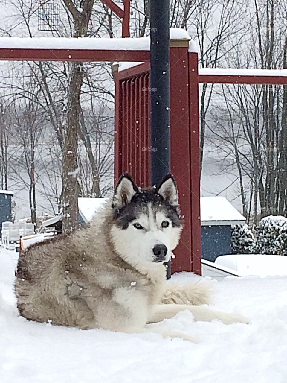 Siberian husky 